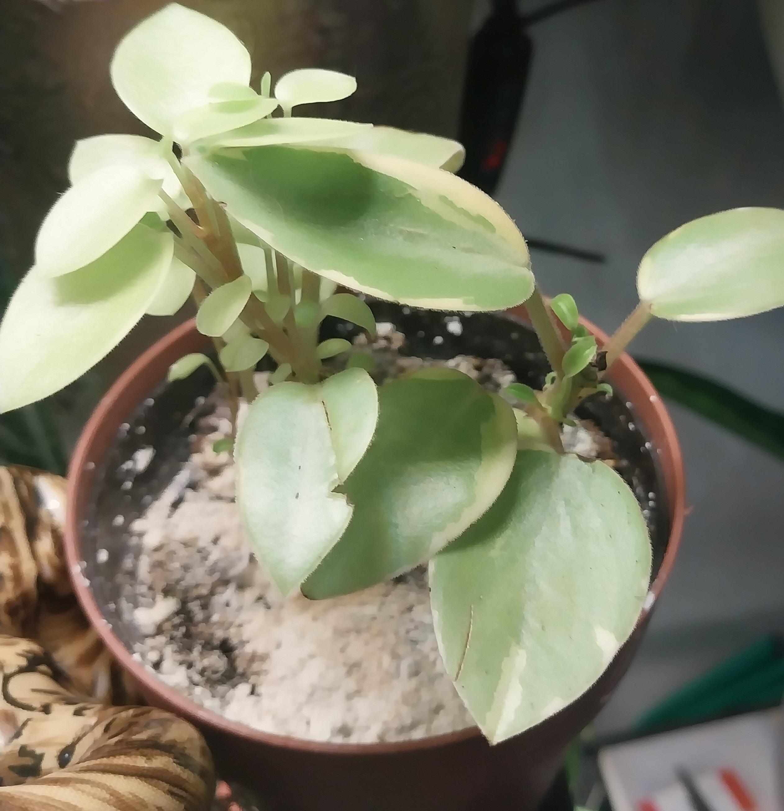 Pepperomia Obtusifolia Variegata