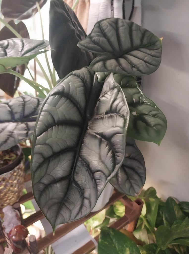 Alocasia Silver Dragon