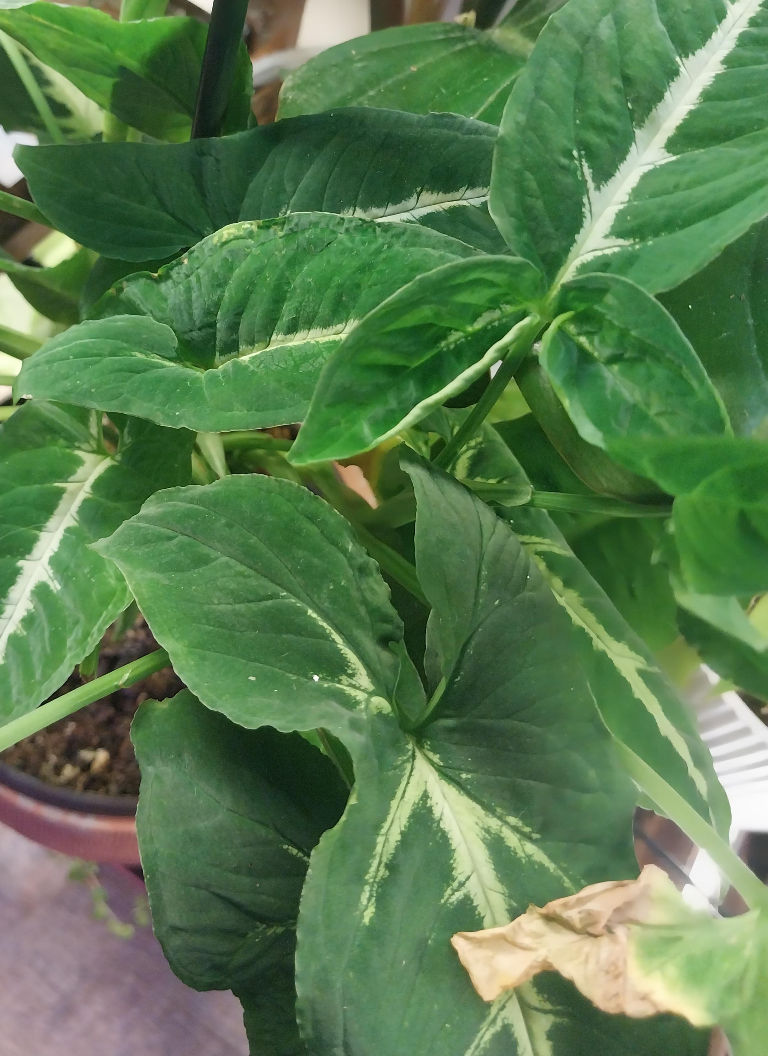 Syngonium Wendlandii