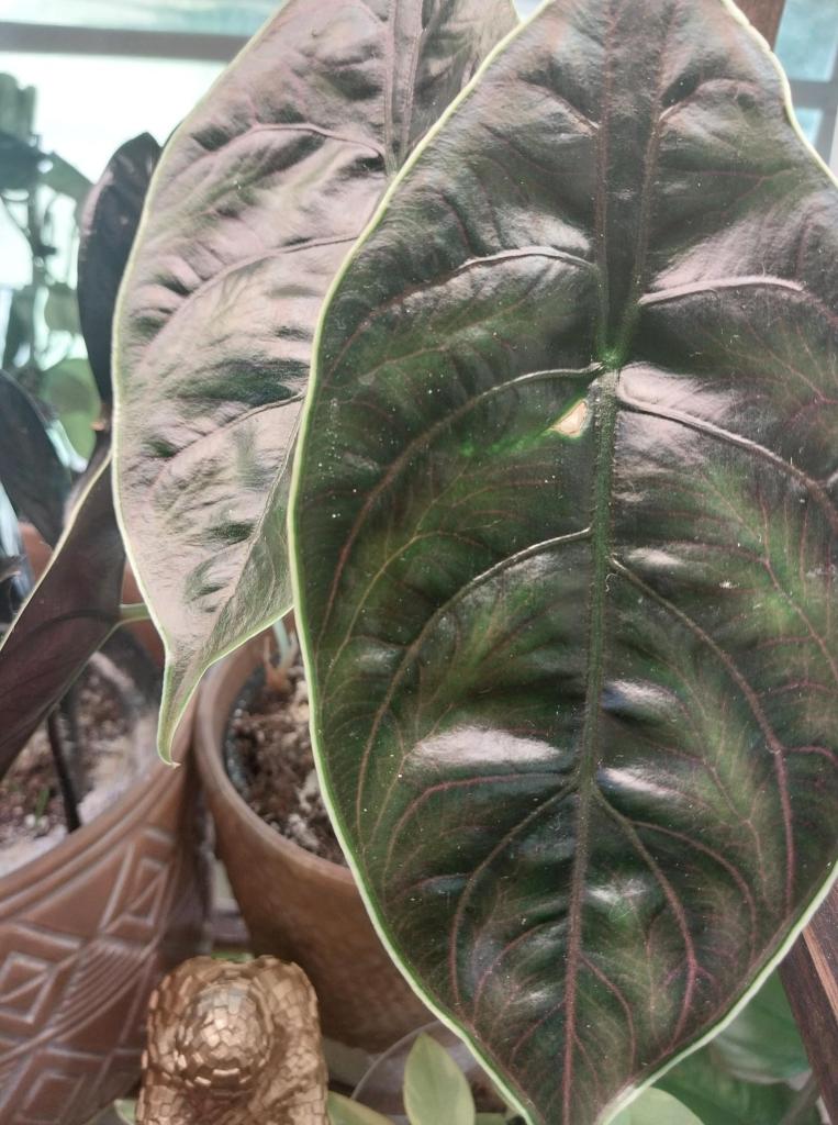 Alocasia Azlanii