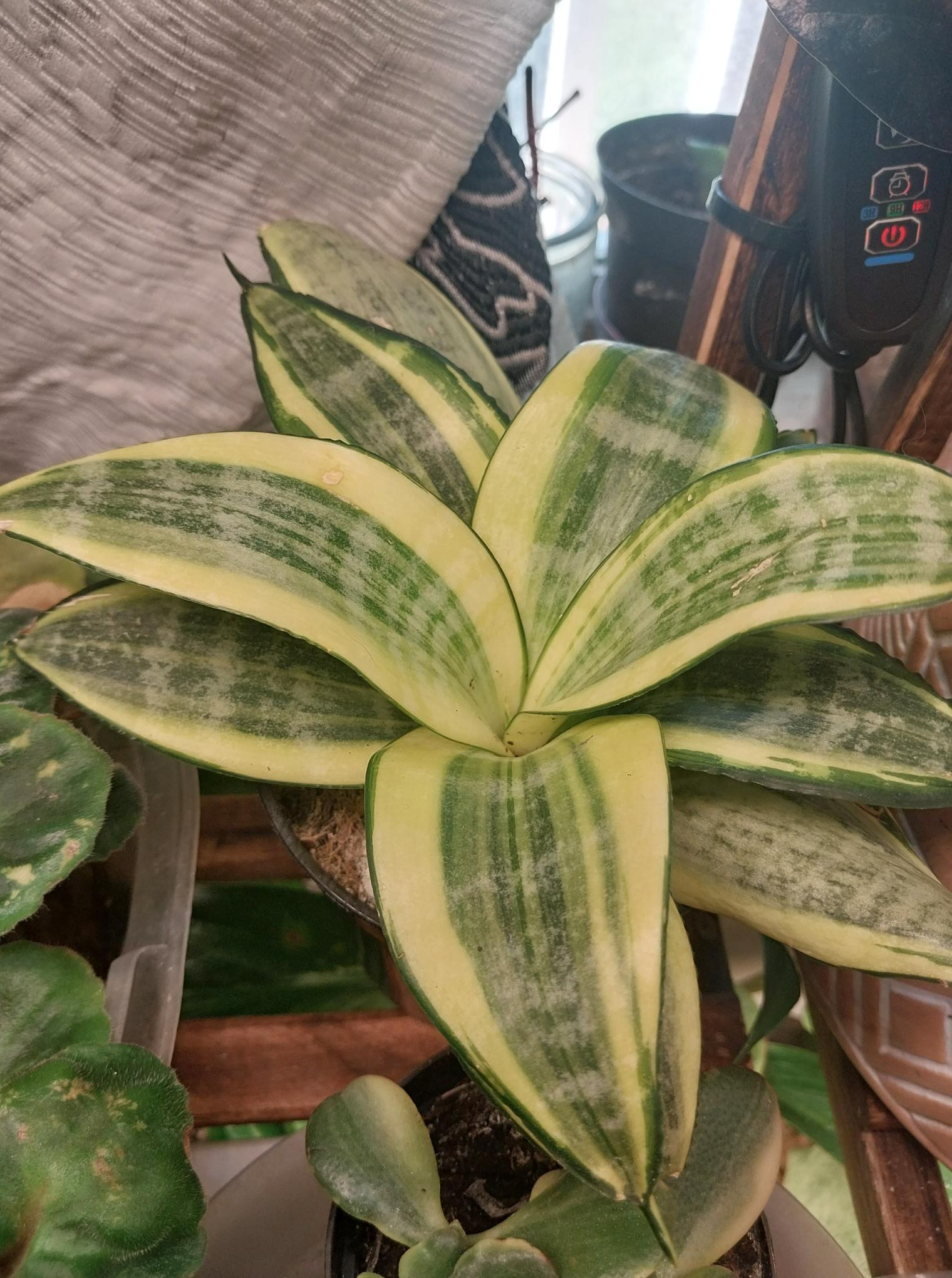 Sanseveria Golden Hahnii