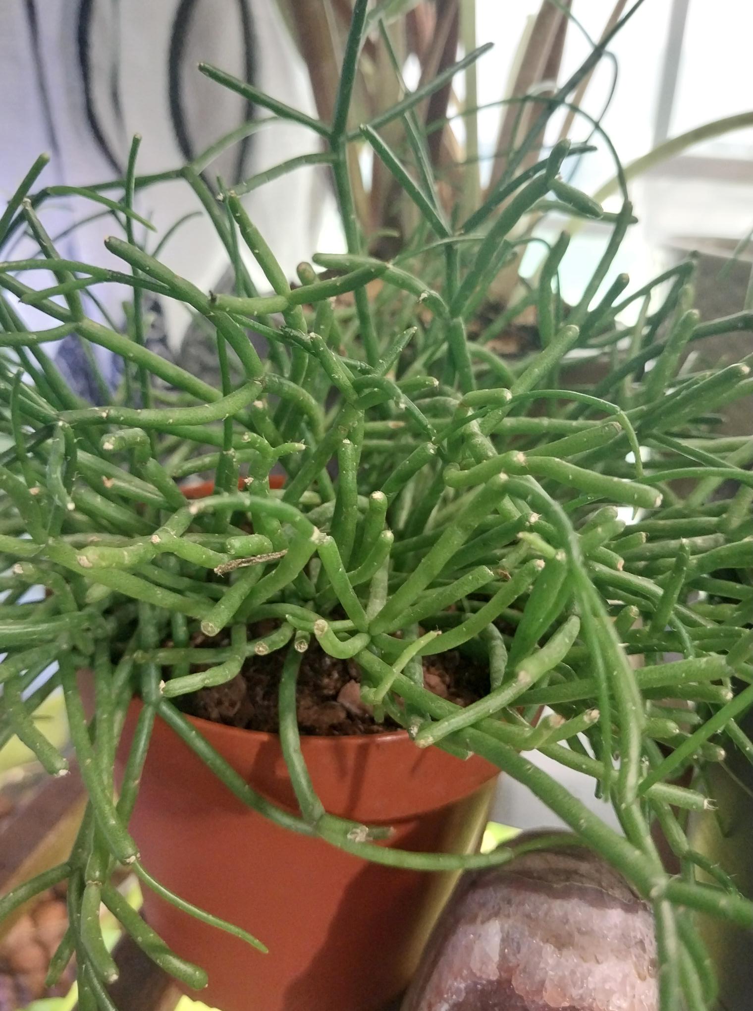 Mistletoe Cactus
