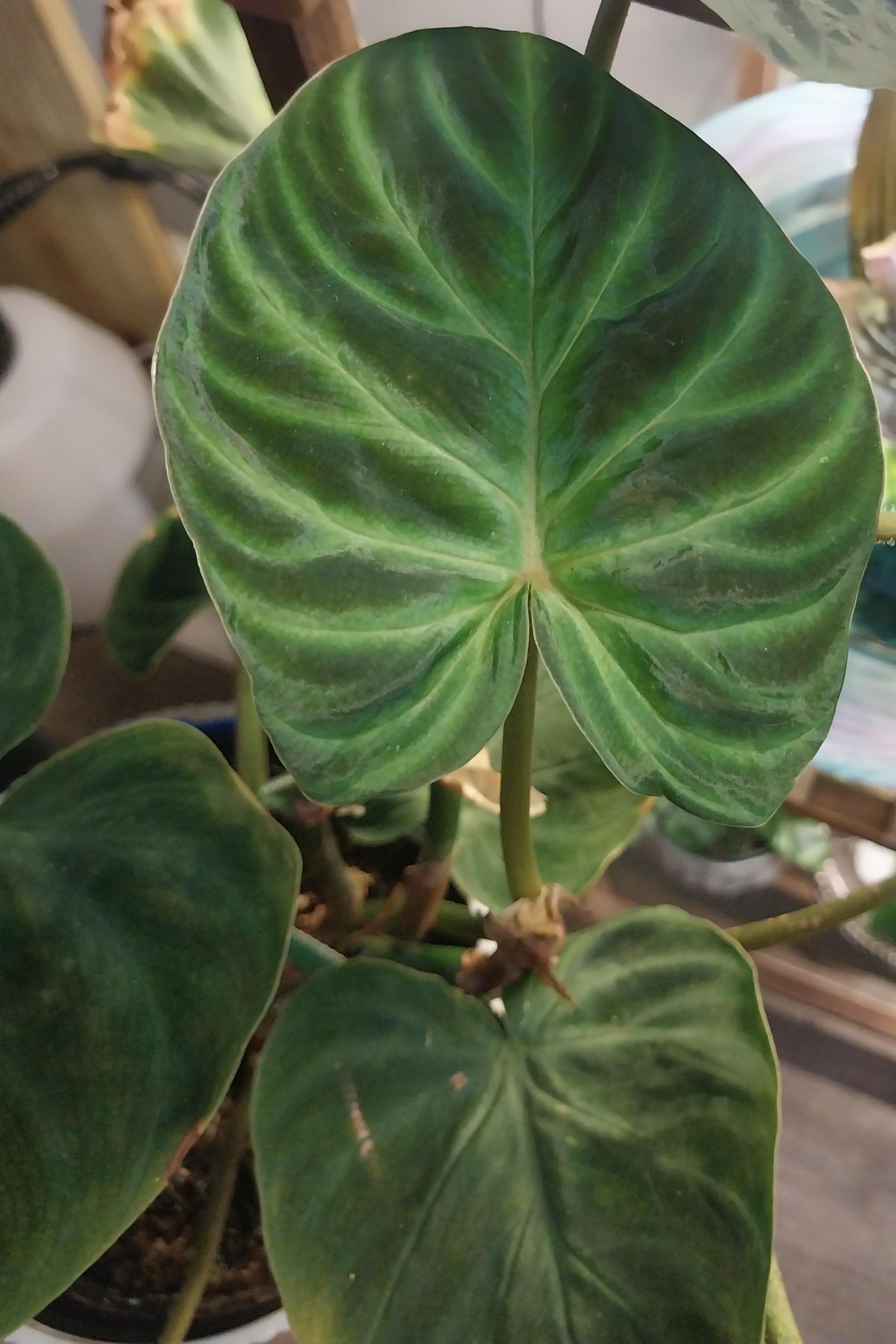Philodendron Verrocosum