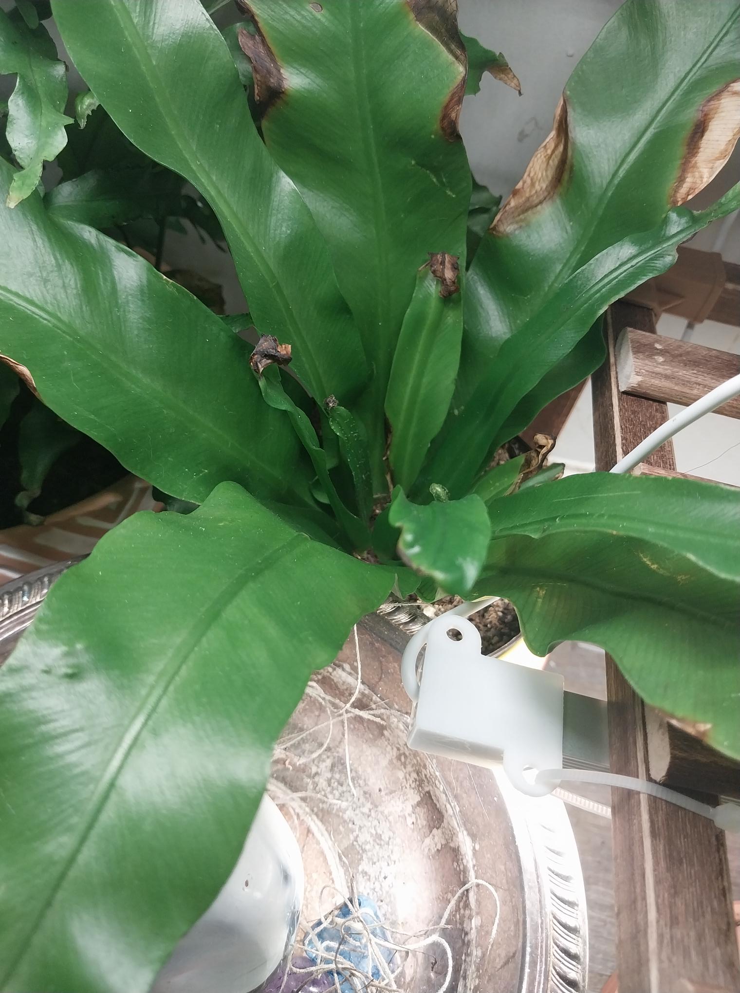 Birds Nest Fern