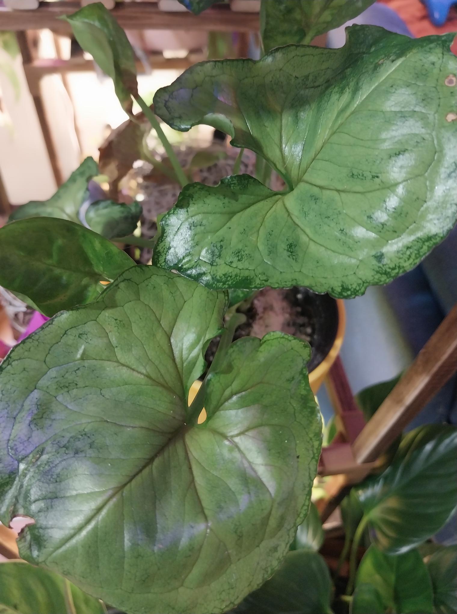 White Butterfly Syngonium