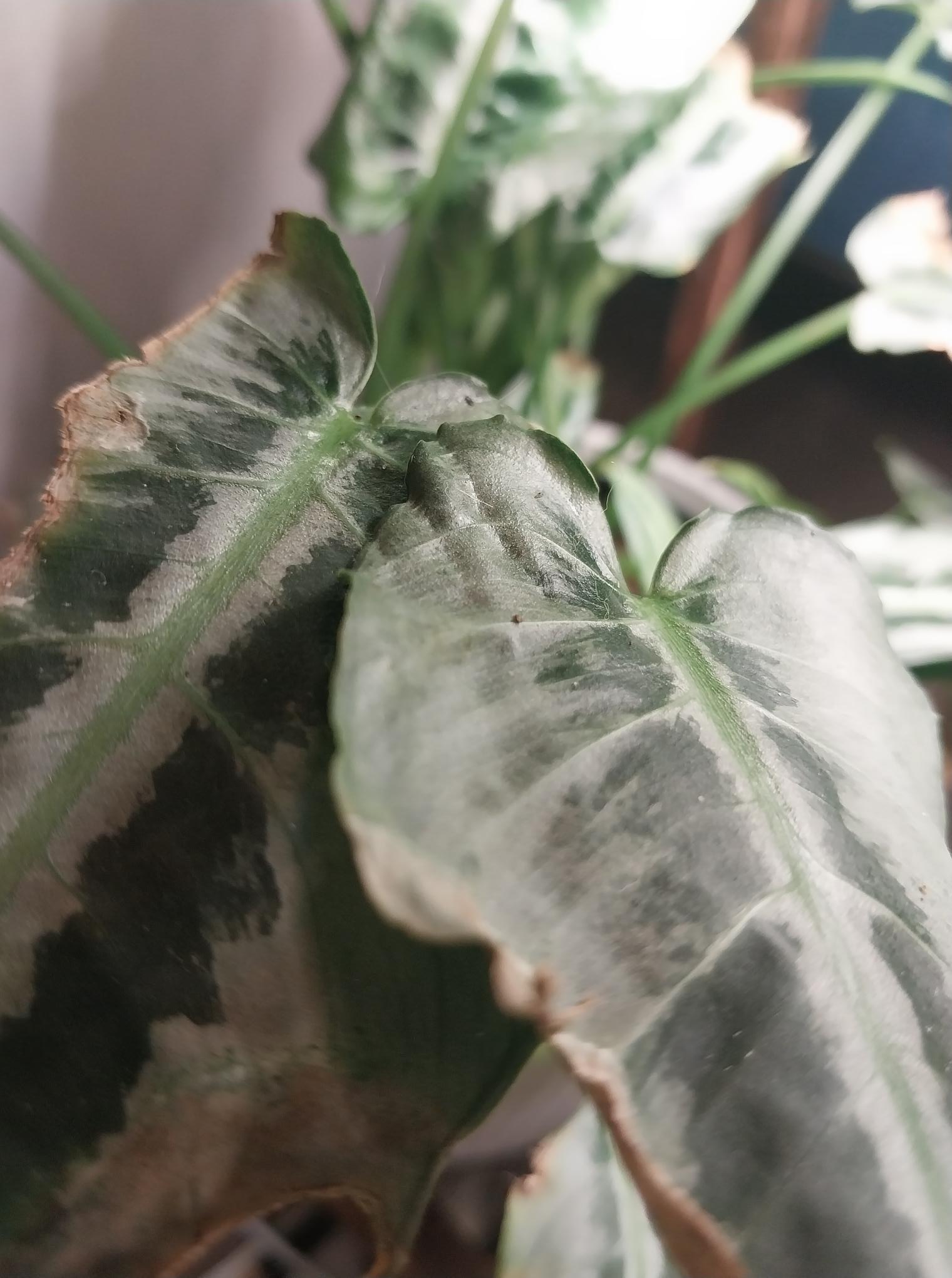 Schismatoglottis Silver