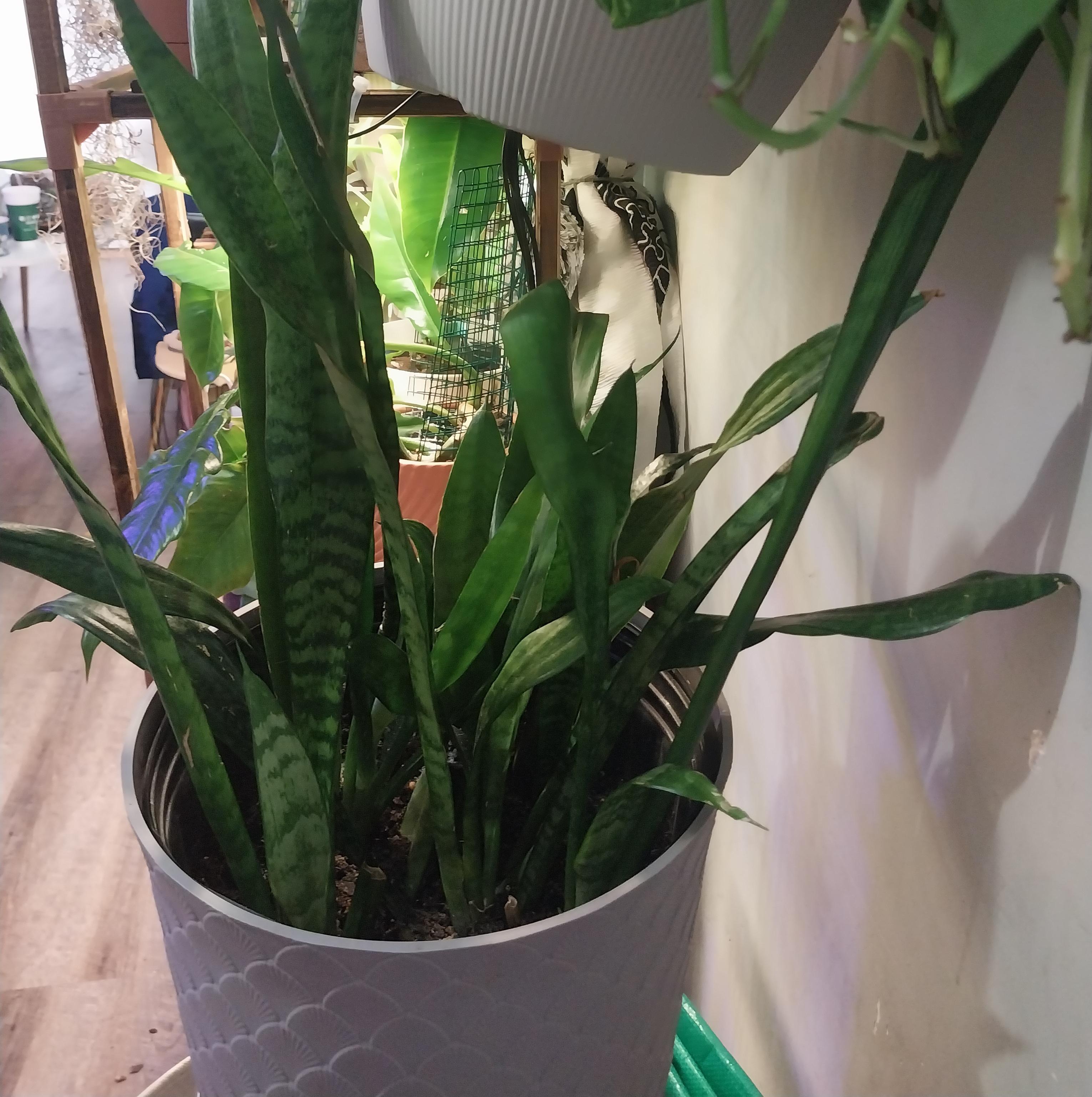 Sanseveria Zeylanica