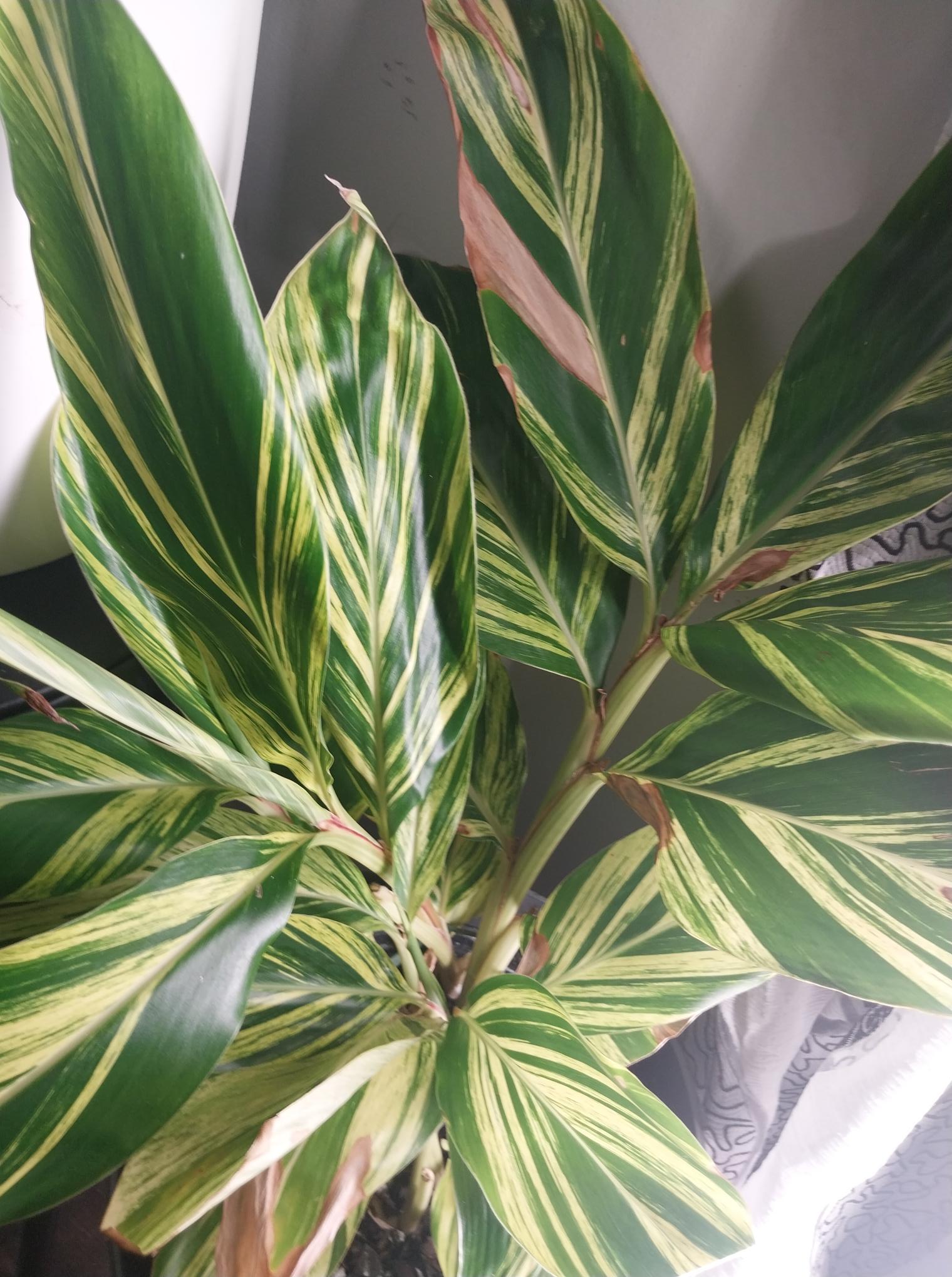 Variegated Shell Ginger