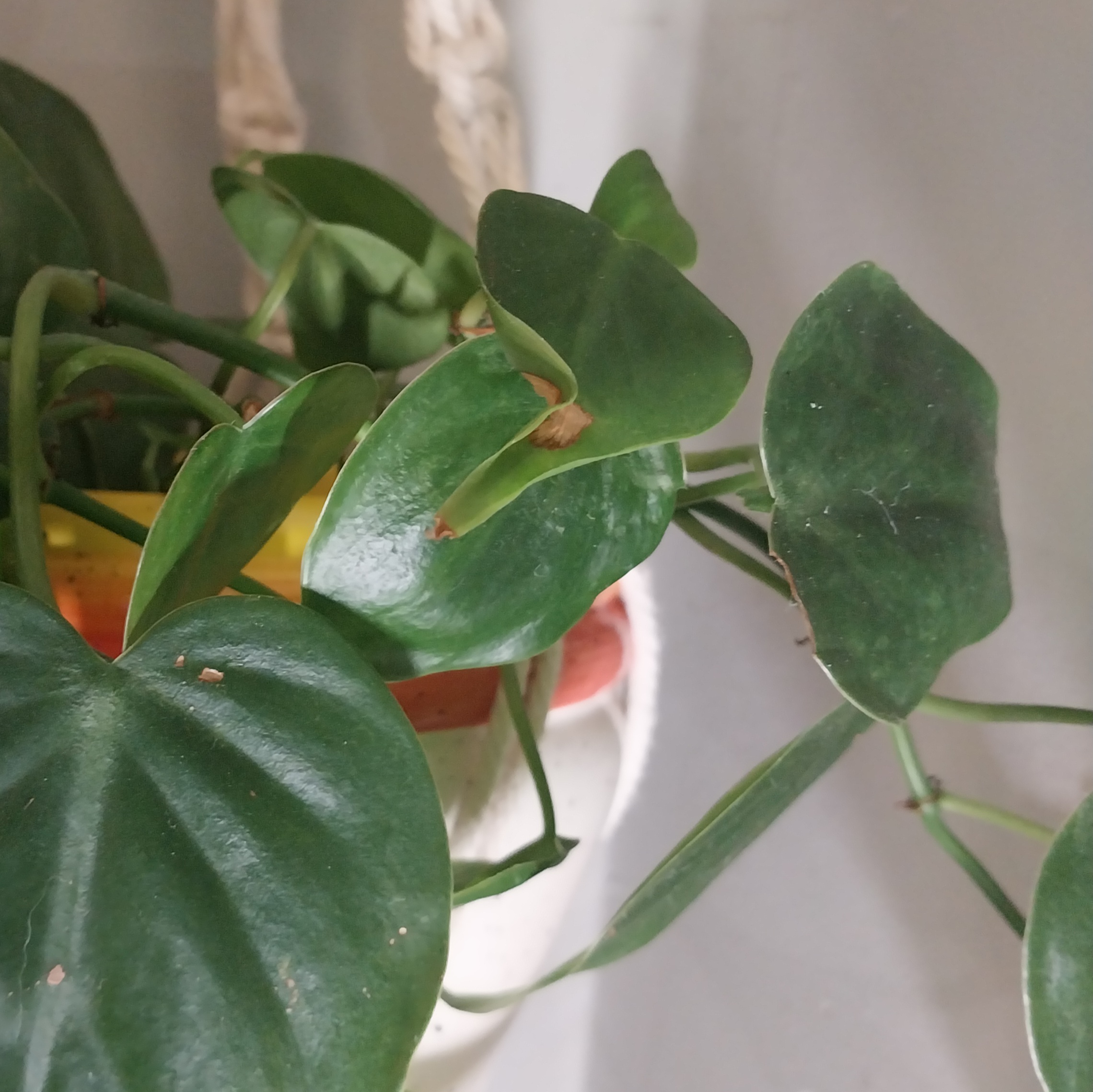 Heartleaf Philodendron