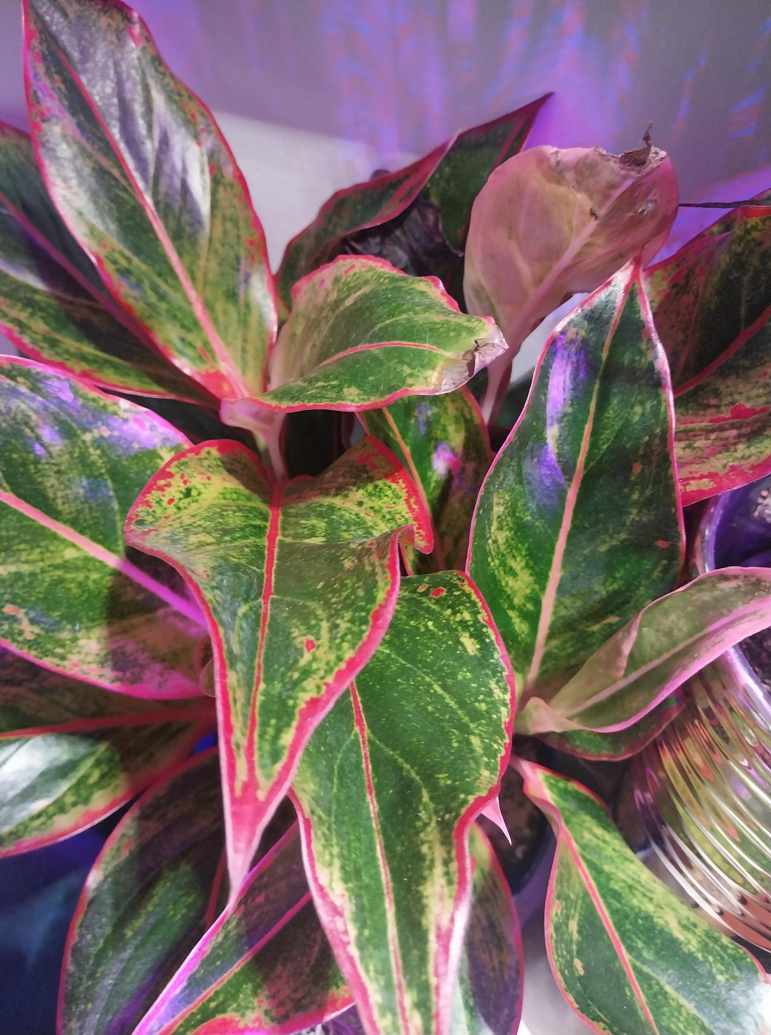 Aglaonema Red Siam