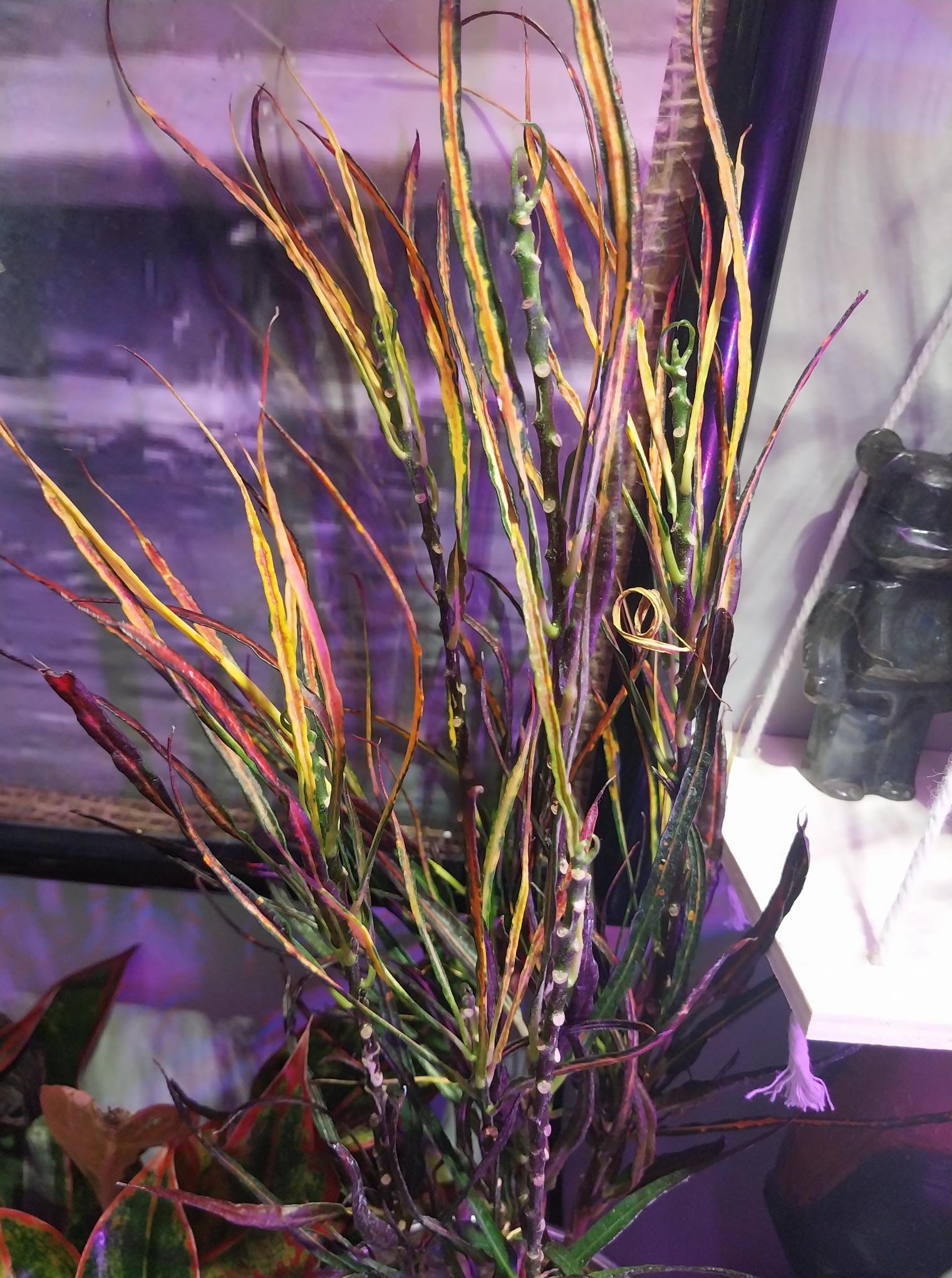 Picasso's Paintbrush Croton