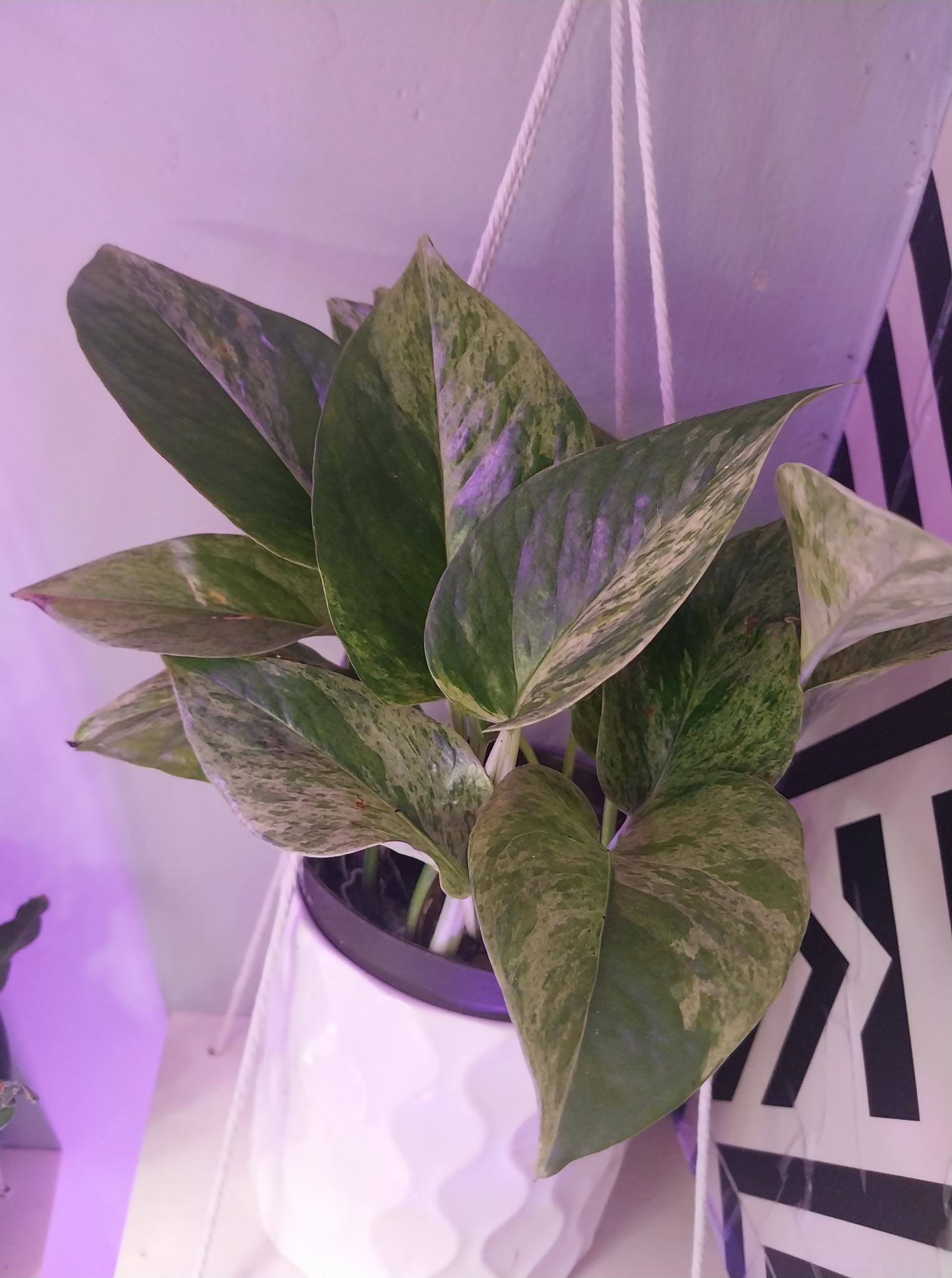 Marble Queen Pothos