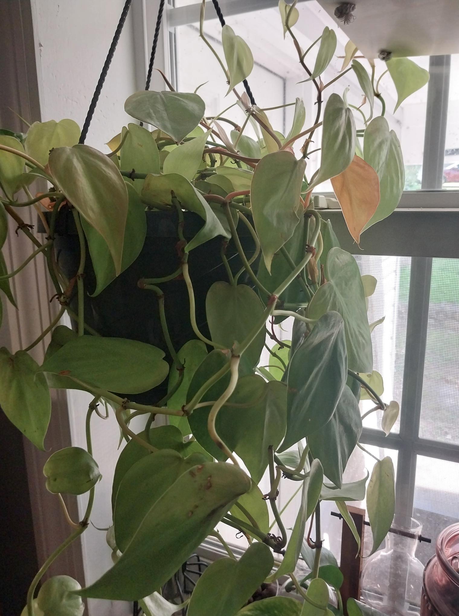Lemon Lime Heartleaf Philodendron
