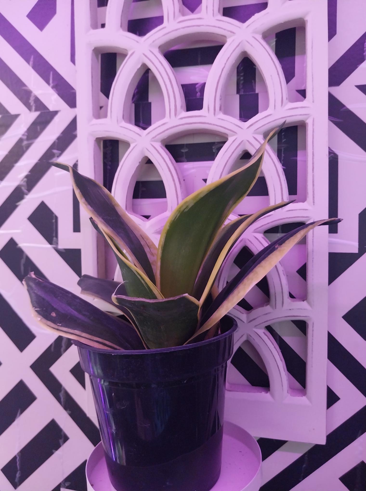 Sanseveria Black Gold