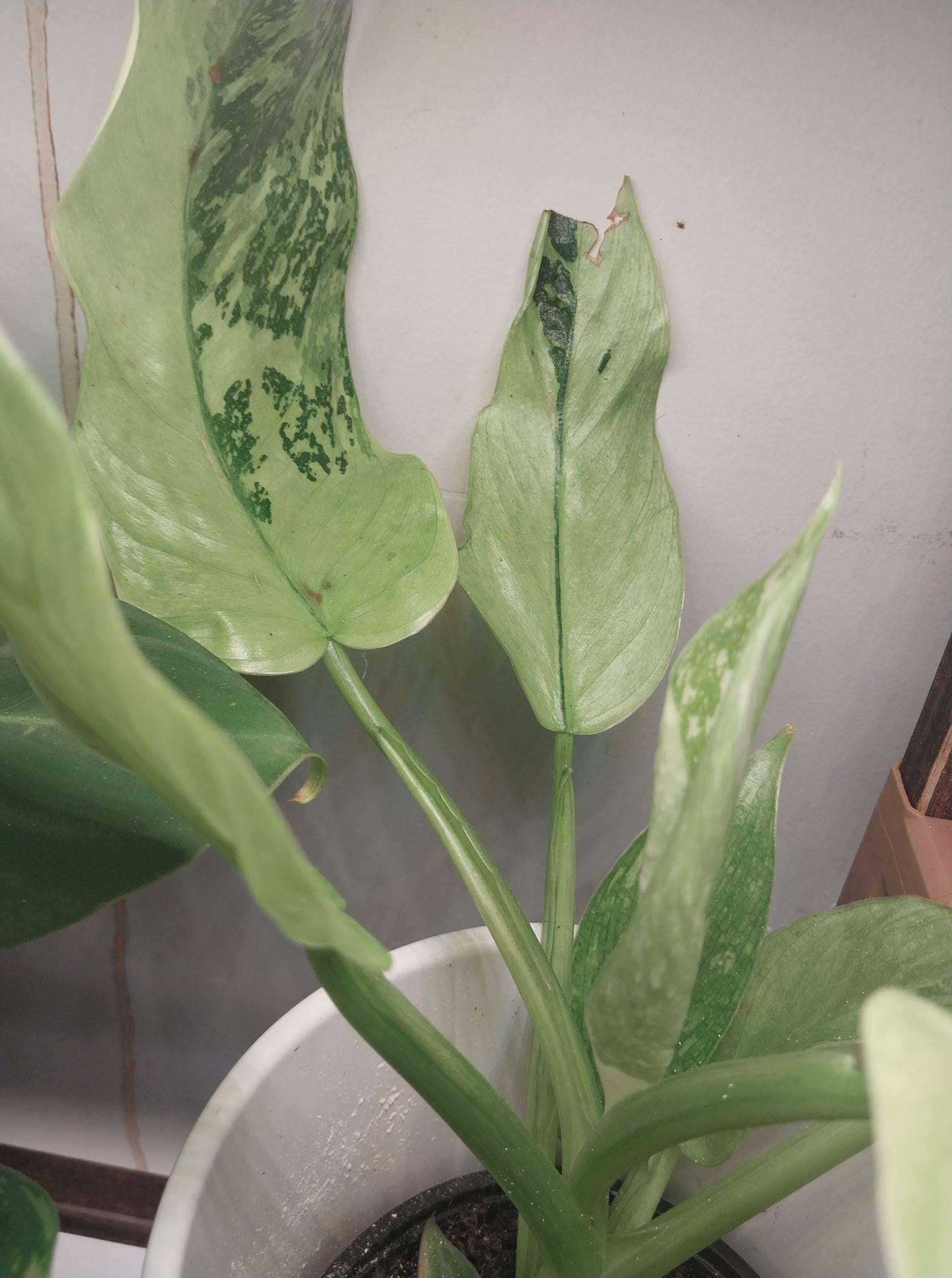 Philodendron Jose Bueno